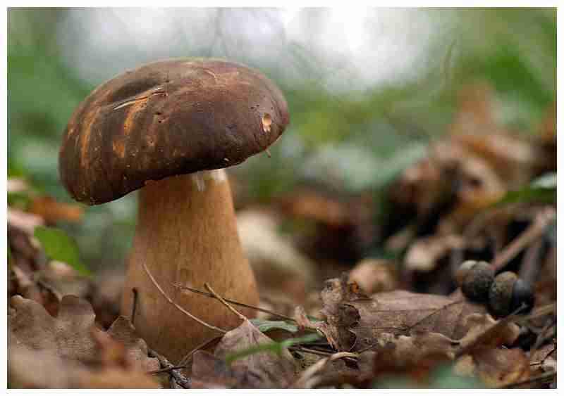  Image name: 190 Porcino.jpg 
 width: 800 pixel 
 height: 563 pixel 
 Size: 21198 bytes 
 Click to enlarge 